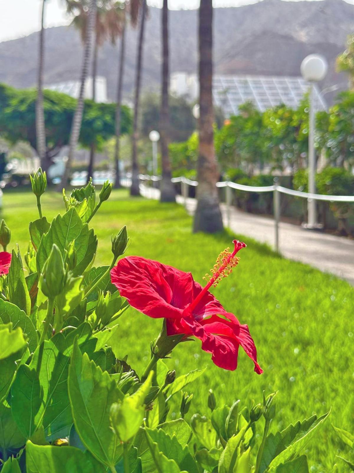 Apartamentos Portonovo Puerto Rico (Gran Canaria) Exterior foto